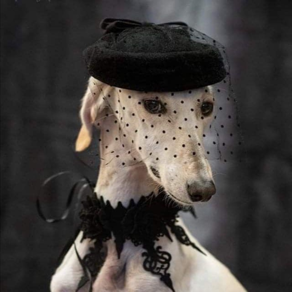 Meet your Posher, Suzanne